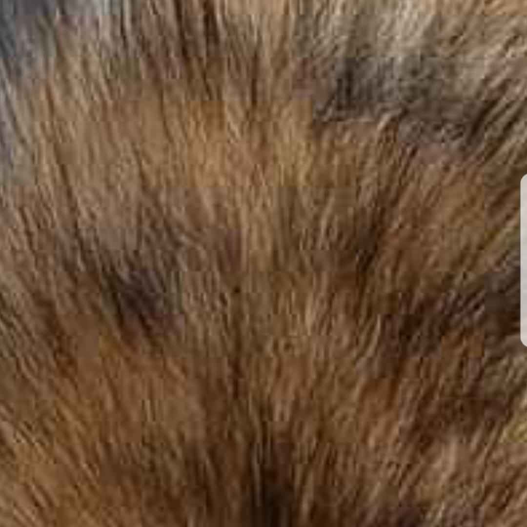 Nâu